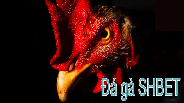 Các bước chi tiết để đăng ký tài khoản với M88 - M88